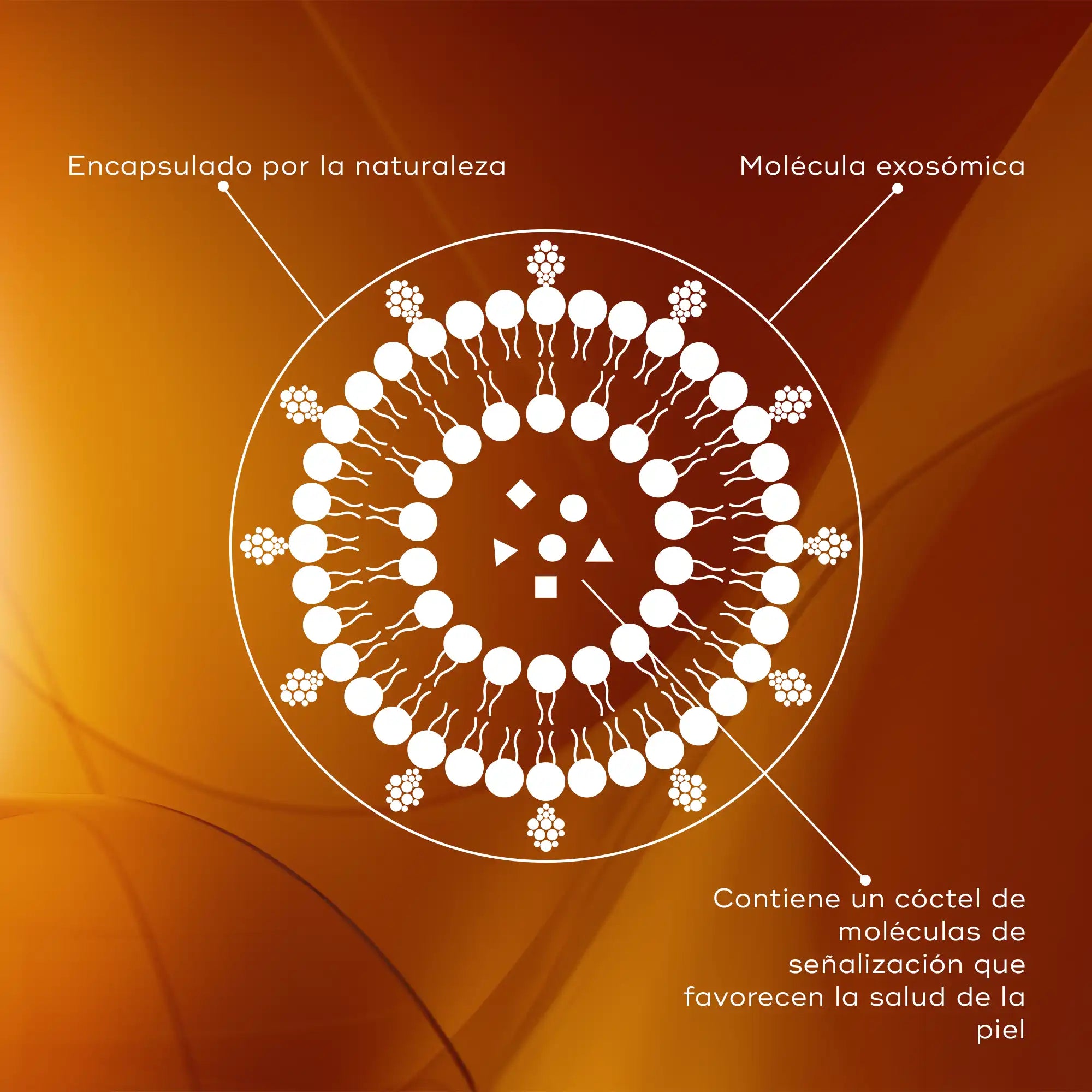 Infografia que enseña la estructura del exosoma